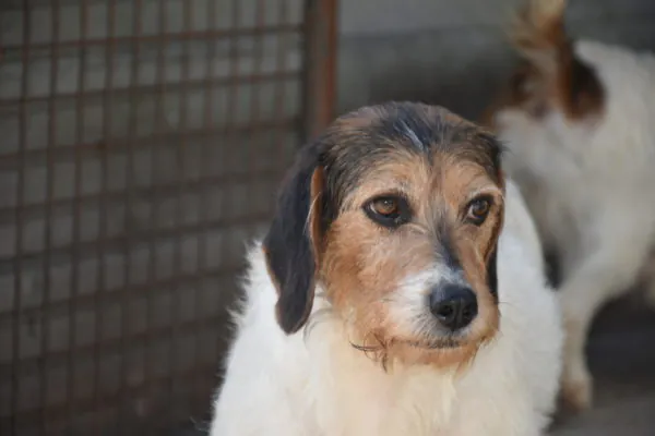 San Francisco de Asis1 2