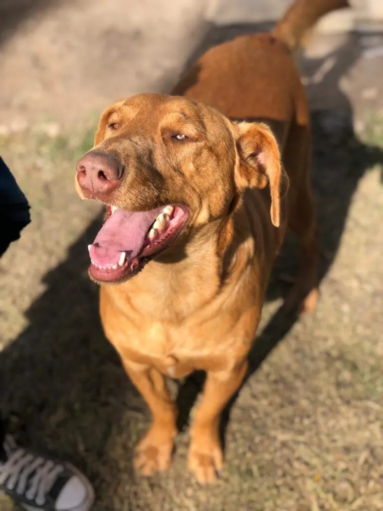 San Francisco de Asis5 2 768x1024