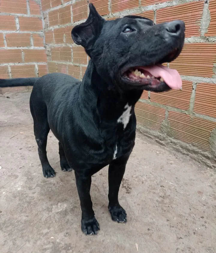 San Francisco de Asis6 2