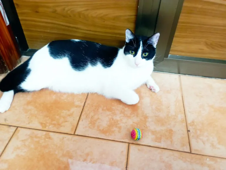TULA2 768x578