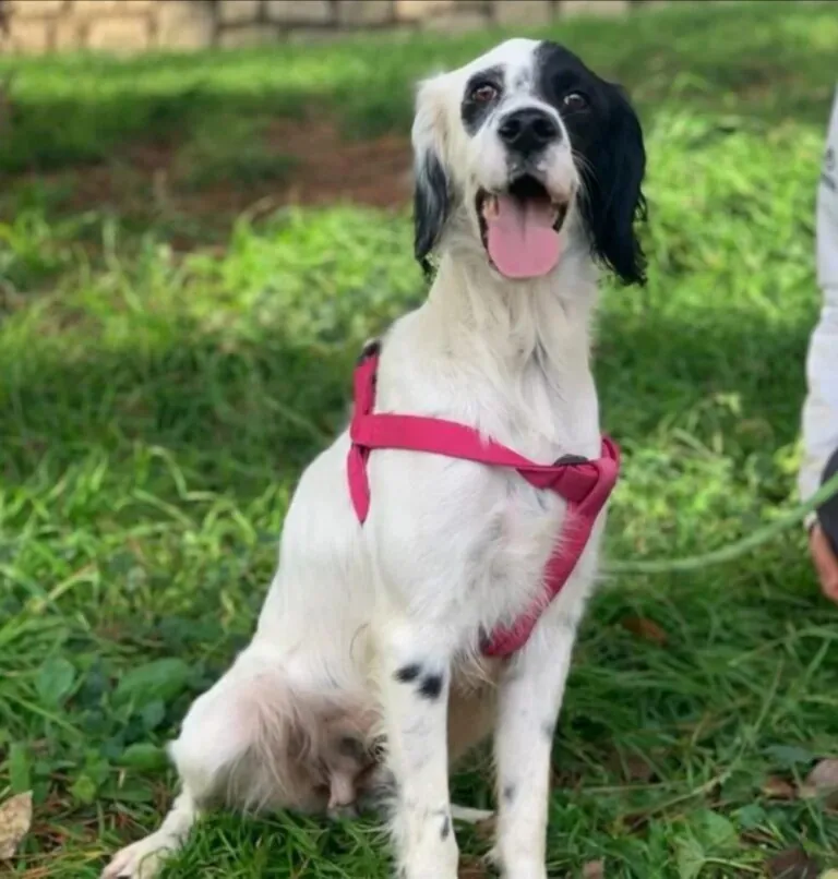 TULA4 768x806