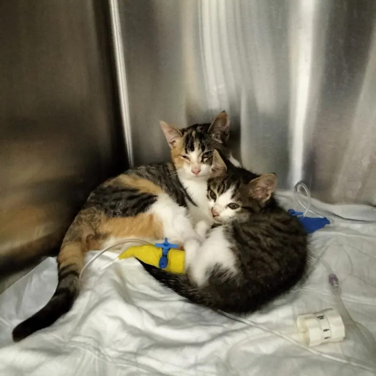 Xuntos As Marinas5 768x768