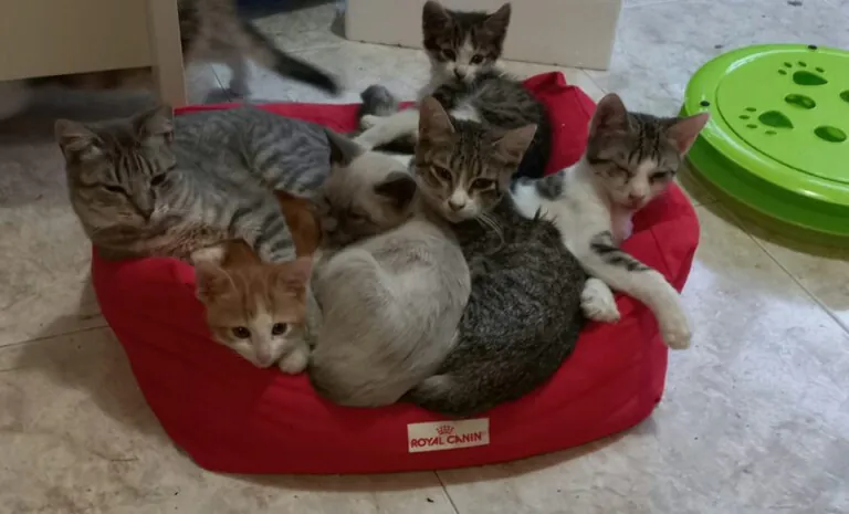 Xuntos As Marinas6 768x465