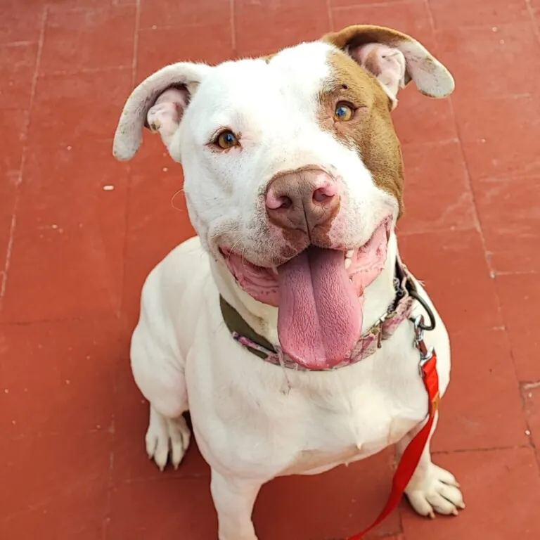 adoptamestizos2 768x768