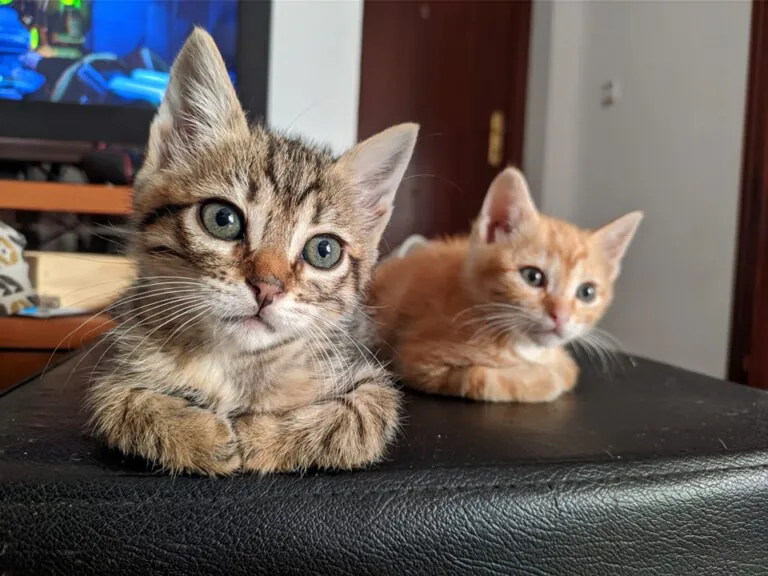 adoptamestizos4 768x576