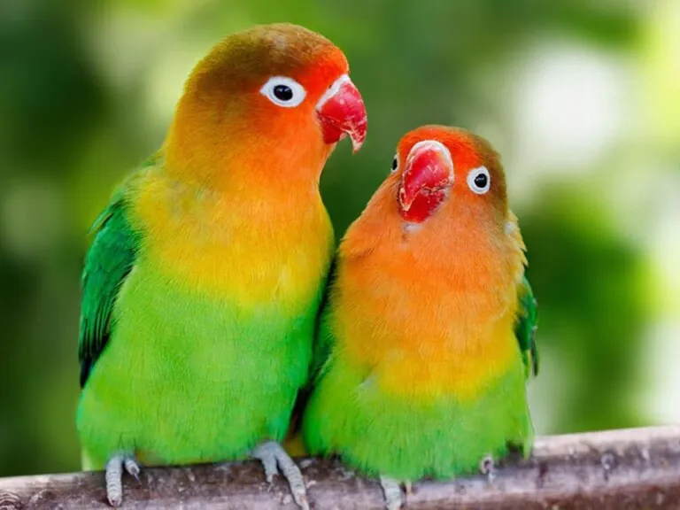 8 Vidas Teruel1 768x576