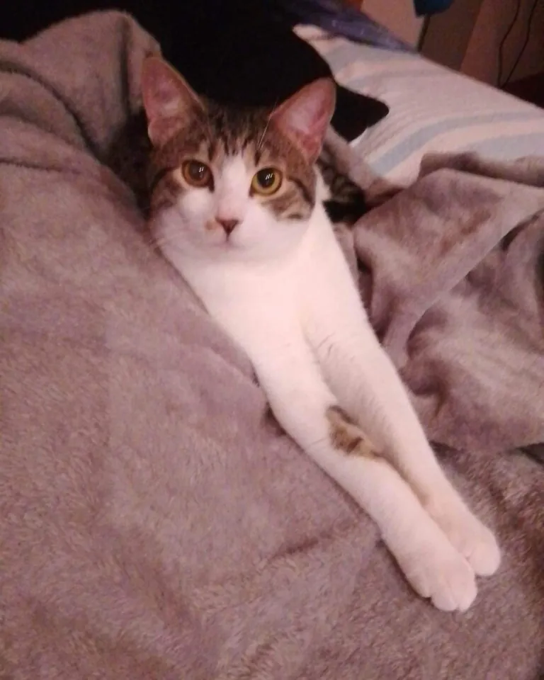 8 Vidas Teruel2 768x960