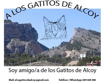 A los gatitos de Alcoy A los gatitos de Alcoy