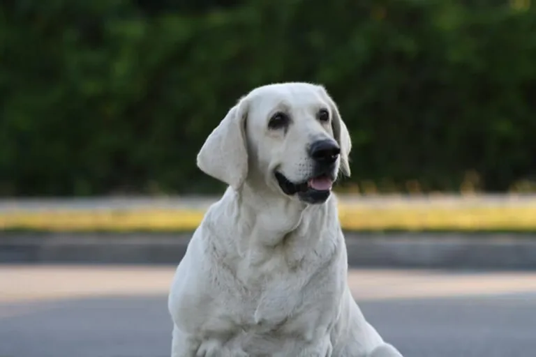 A los gatitos de Alcoy1 768x512