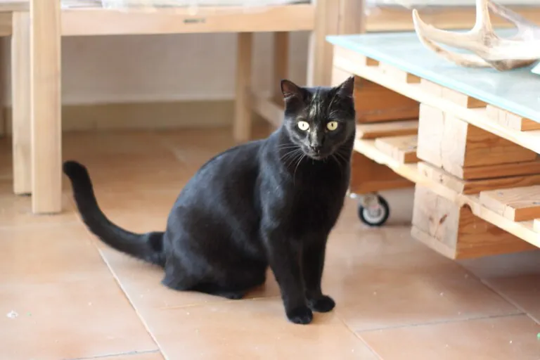 A los gatitos de Alcoy2 768x512