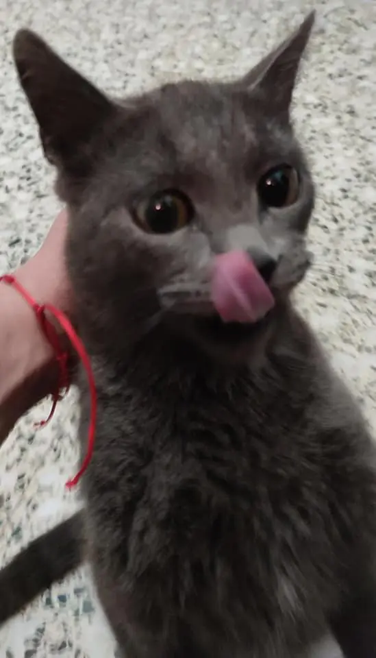 A los gatitos de Alcoy3