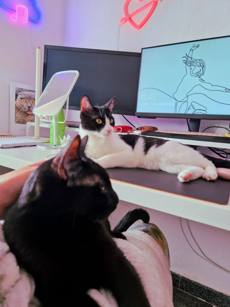 A los gatitos de Alcoy4 768x1024