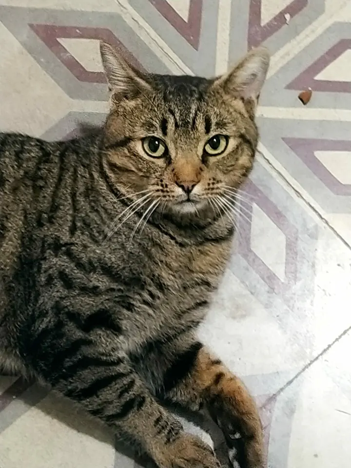 A los gatitos de Alcoy5