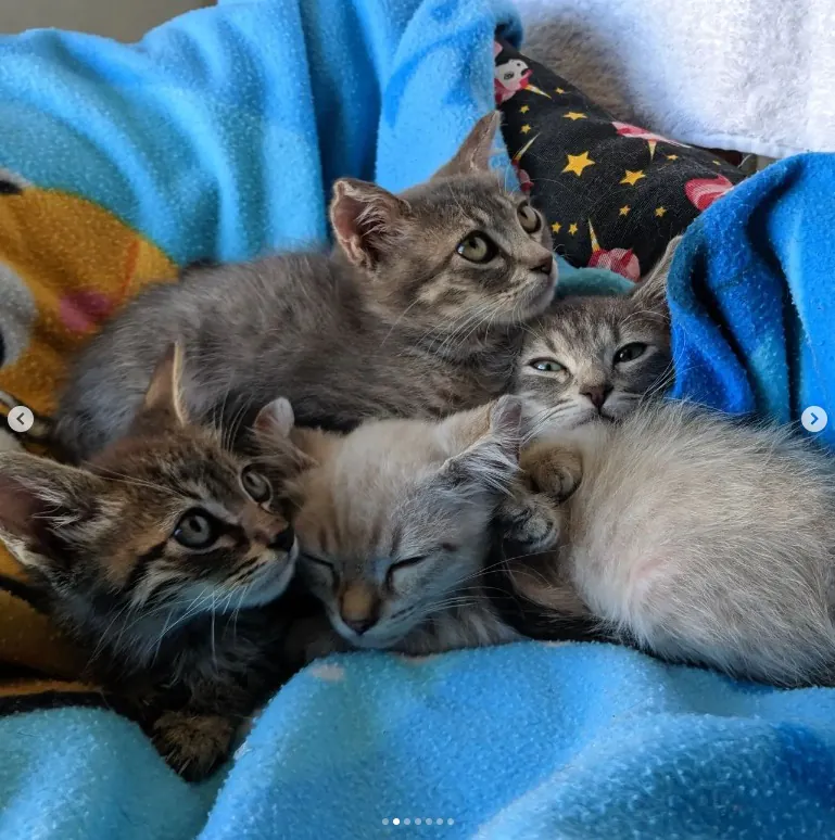 A los gatitos de Alcoy6