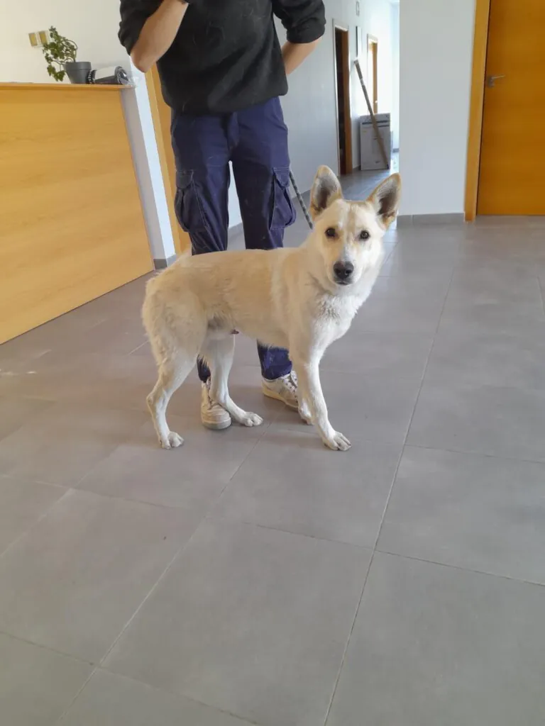 A.G.A ORIHUELA1 768x1024