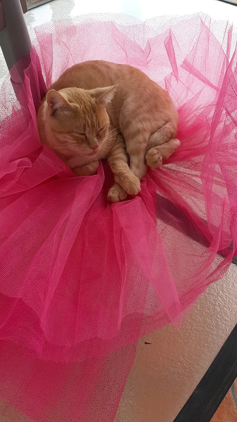 A.G.A ORIHUELA2 768x1365