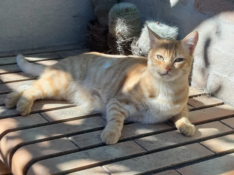 A.G.A ORIHUELA3 768x576