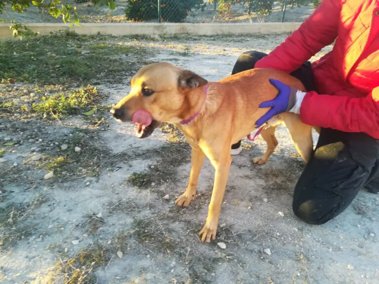 A.G.A ORIHUELA5 768x576