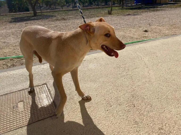 A.G.A ORIHUELA6 768x576