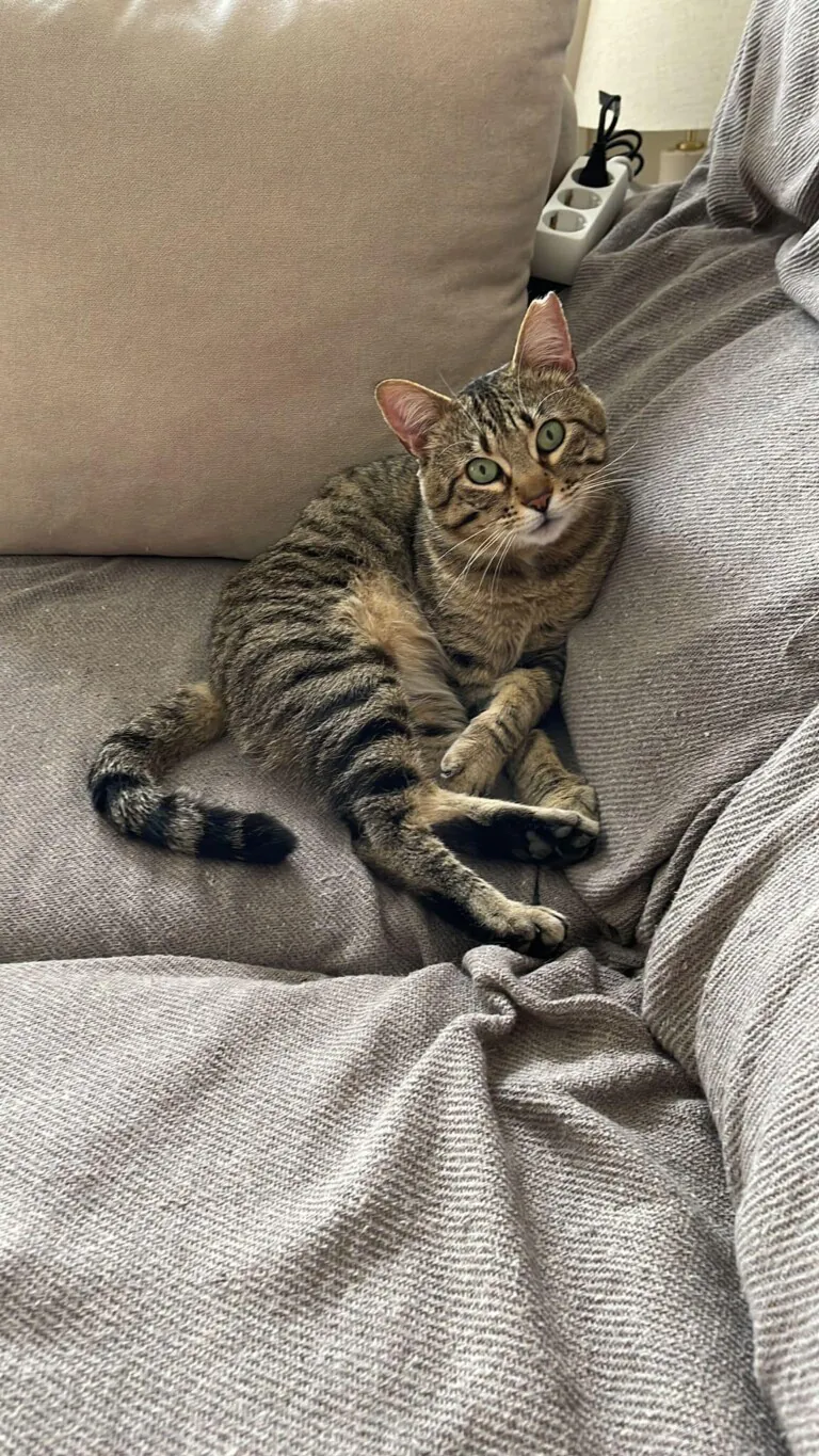 A.P. Colonia Felina Torrox1 768x1365