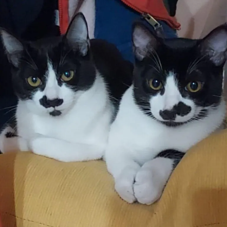 A.P. Colonia Felina Torrox2 768x768