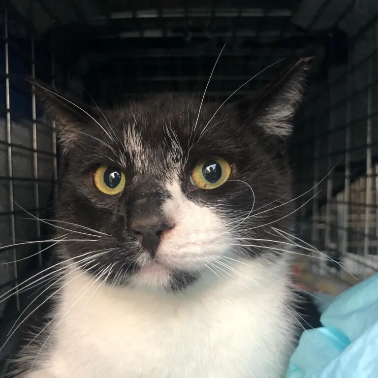 A.P. Colonia Felina Torrox3 768x768