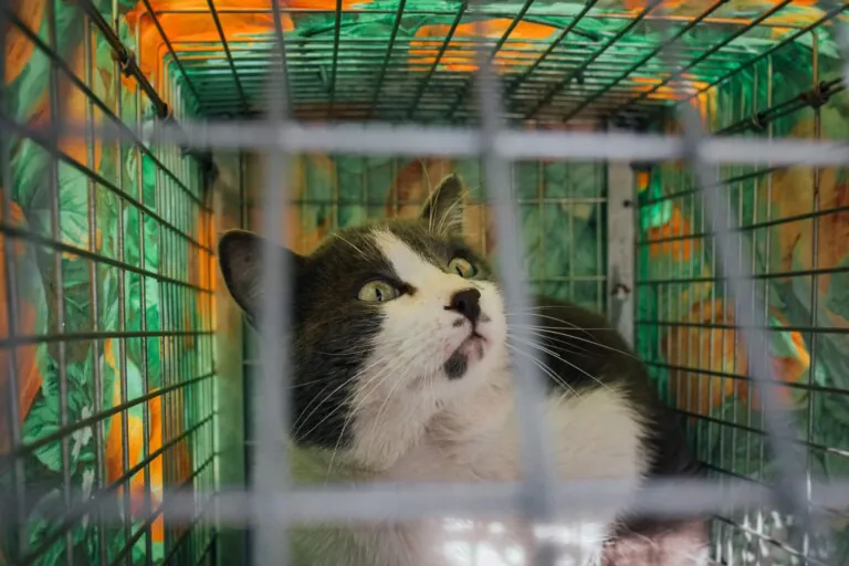 A.P. Colonia Felina Torrox4 768x512