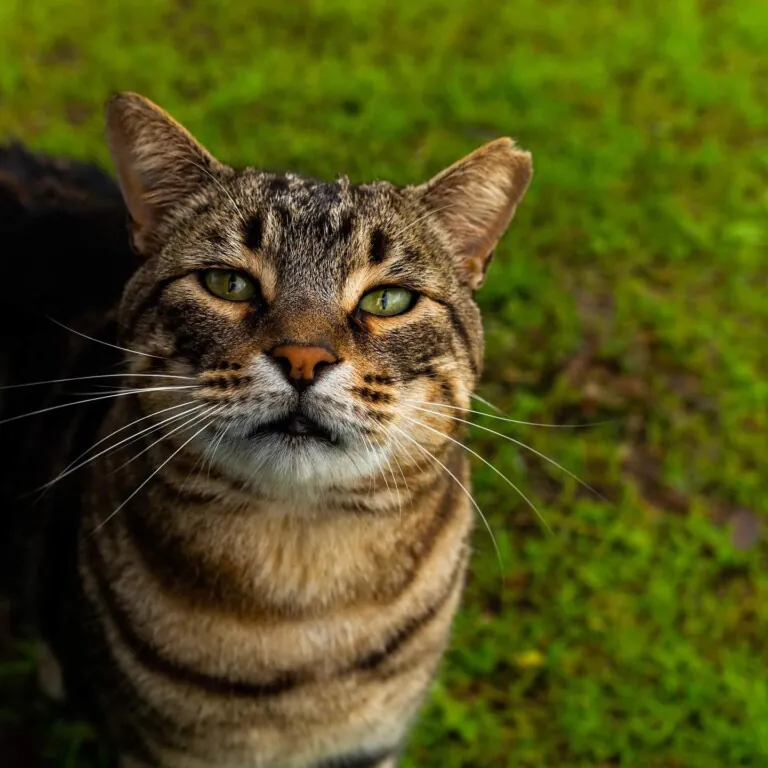 A.P. Colonia Felina Torrox5 768x768