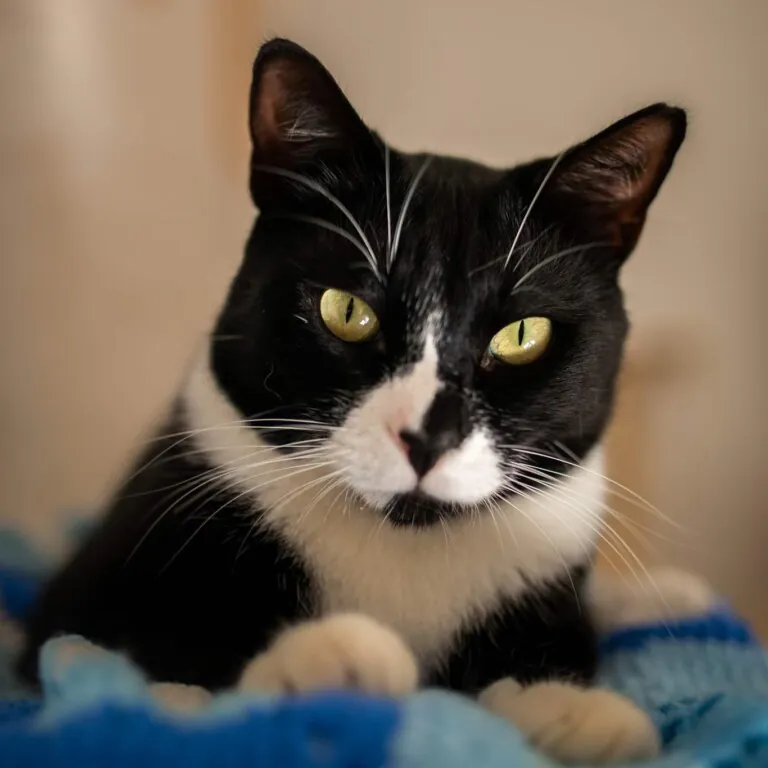 A.P. Colonia Felina Torrox6 768x768