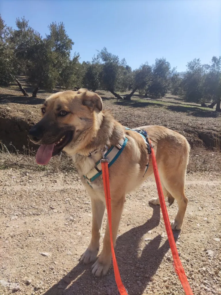 ABYDA Jaen3 768x1024