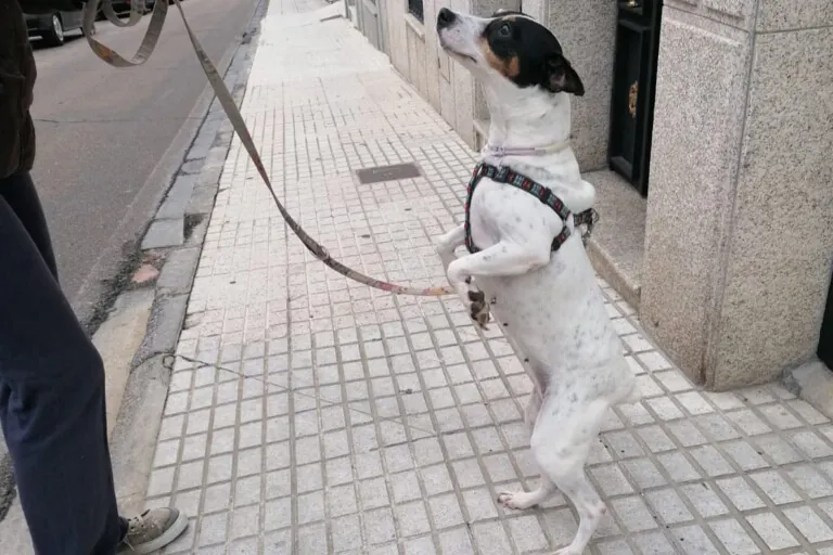 ACUDAME Merida Badajoz1 768x512