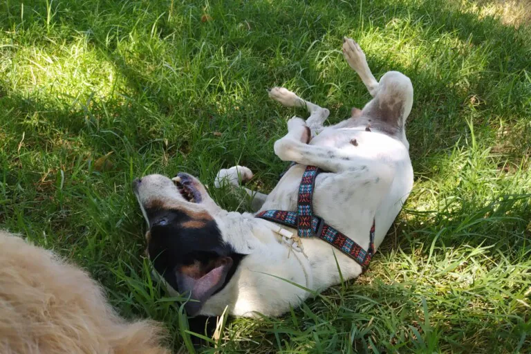 ACUDAME Merida Badajoz3 768x512