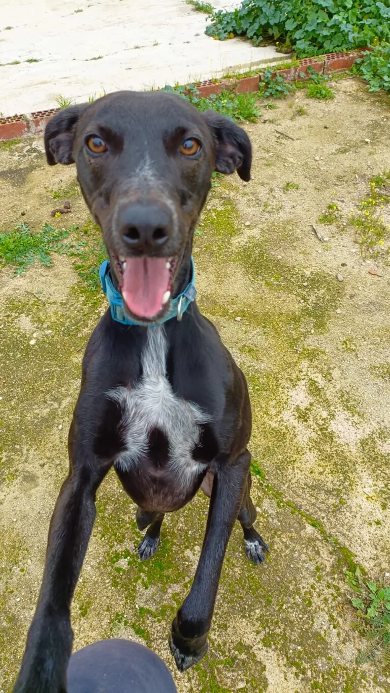 ACUDAME Merida Badajoz4 768x1362