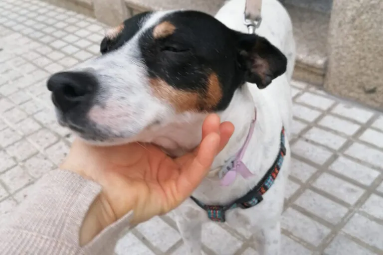 ACUDAME Merida Badajoz5 768x512