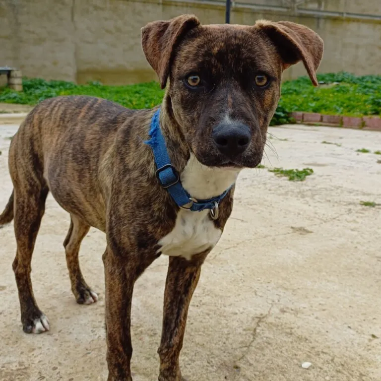 ACUDAME Merida Badajoz6 768x768