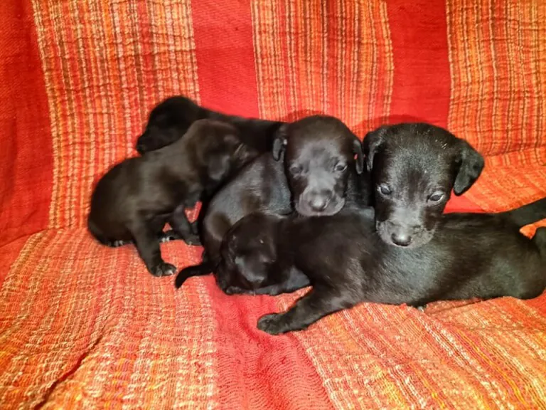 ADA HUELLA FIEL1 768x576