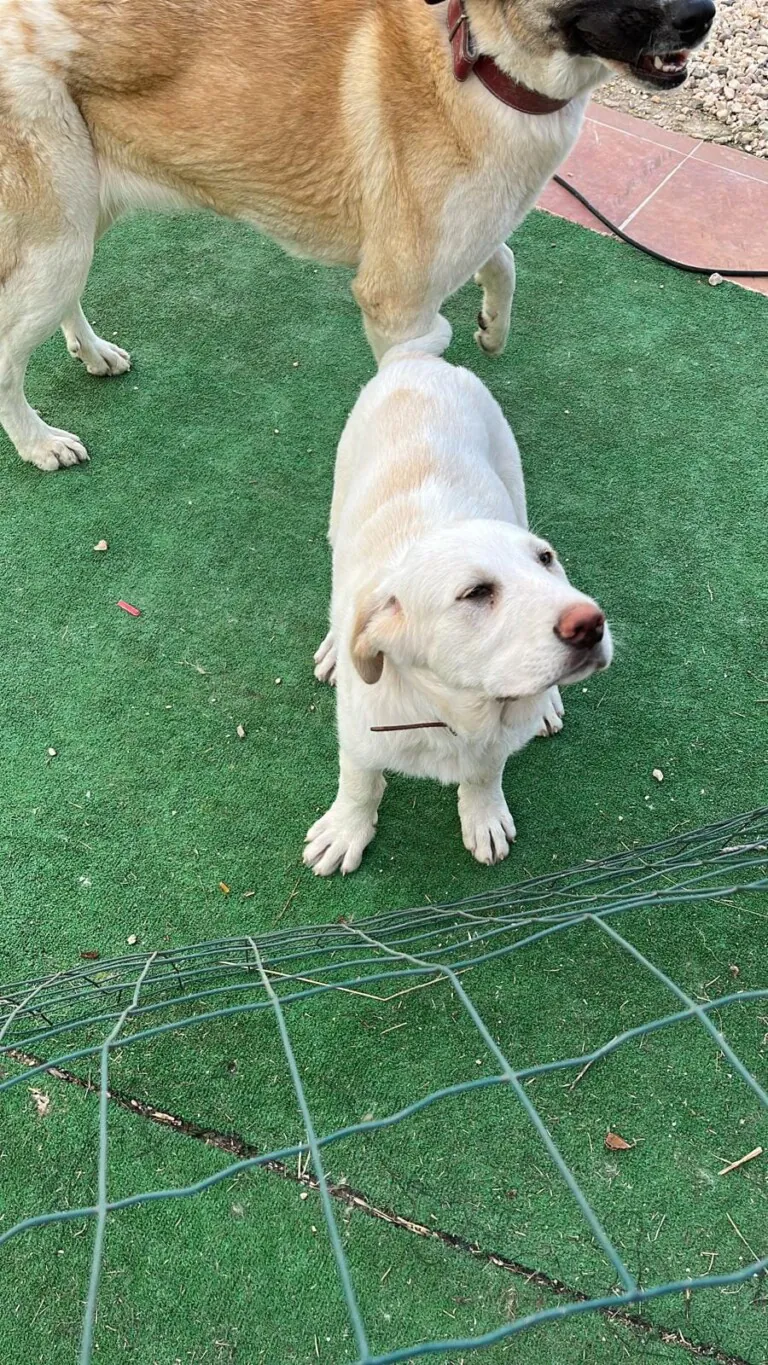 ADA HUELLA FIEL2 768x1365