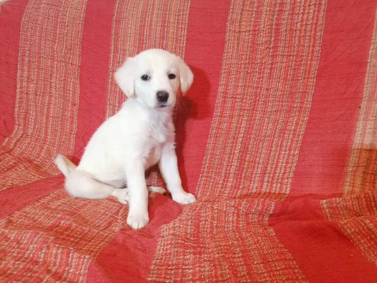 ADA HUELLA FIEL3 768x576