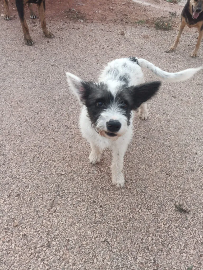 ADA HUELLA FIEL5 768x1024