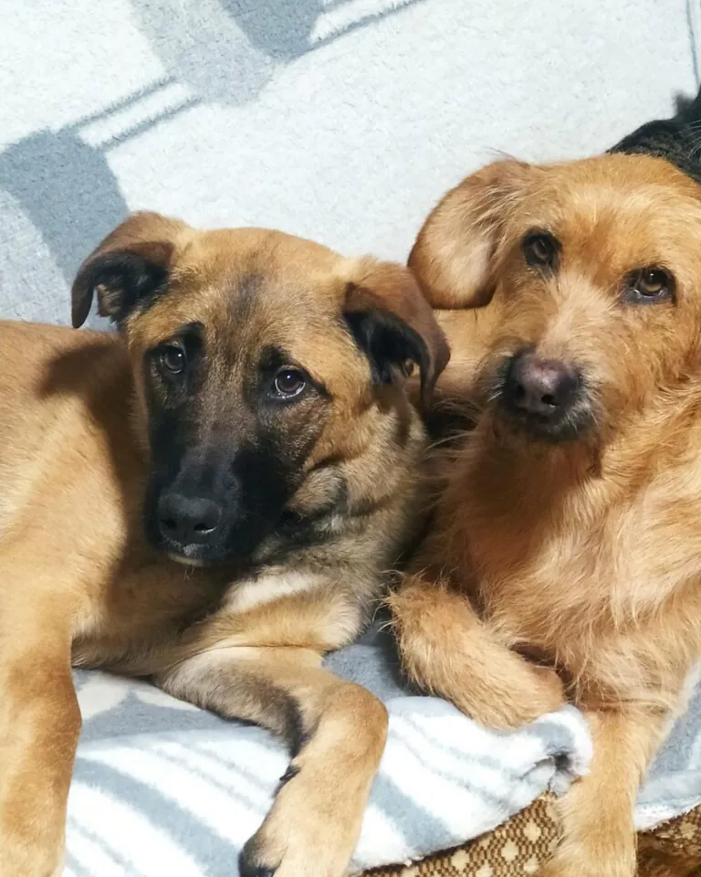 APA Peludines Sin Suerte4 768x960