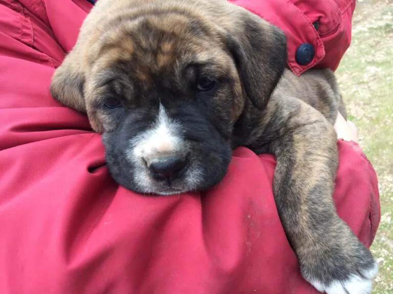 APA Tu fiel amigo1 768x576