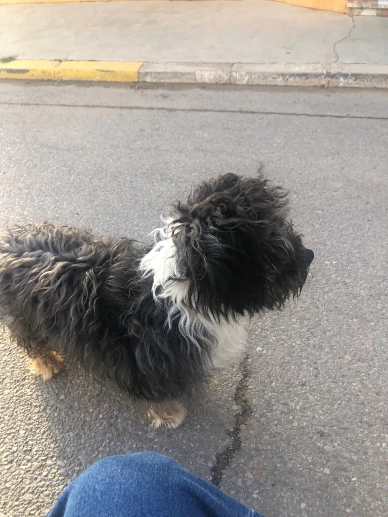 APA Tu fiel amigo2 768x1024