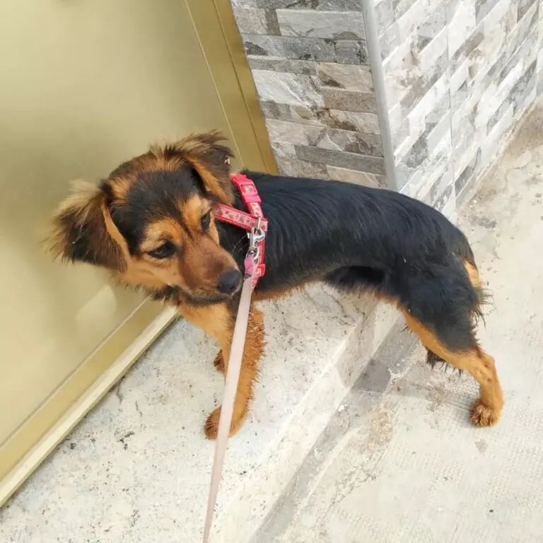 APA Tu fiel amigo3 768x768