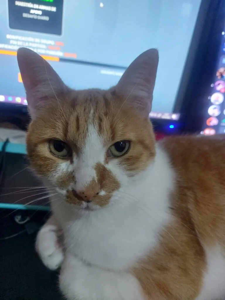 APA Tu fiel amigo4 768x1024