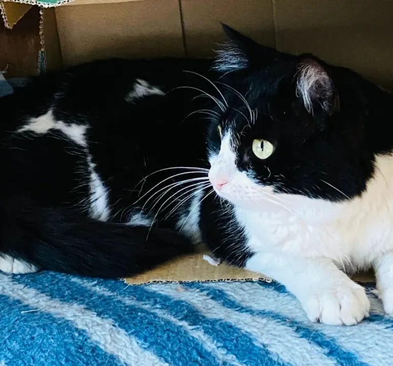 ARIGATO Rescatistas en Accion1 768x715