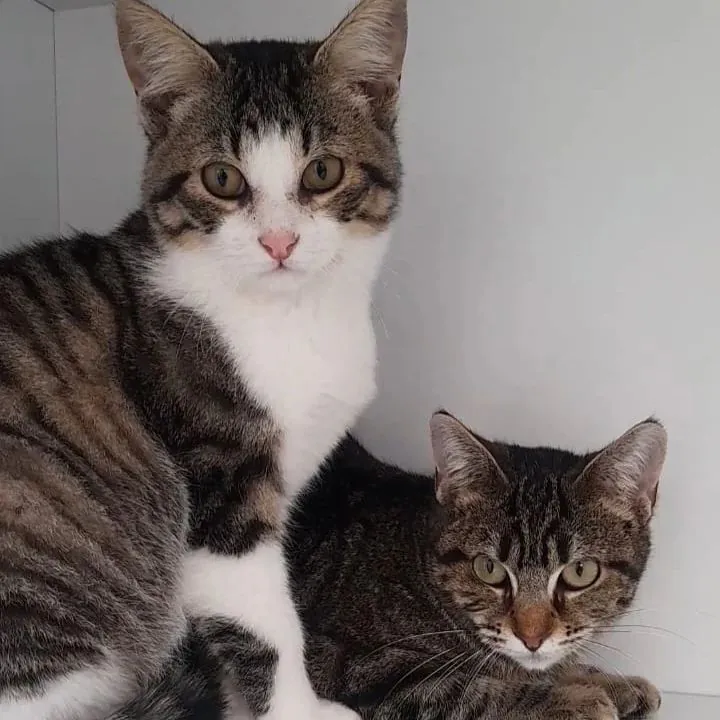 ARIGATO Rescatistas en Accion2