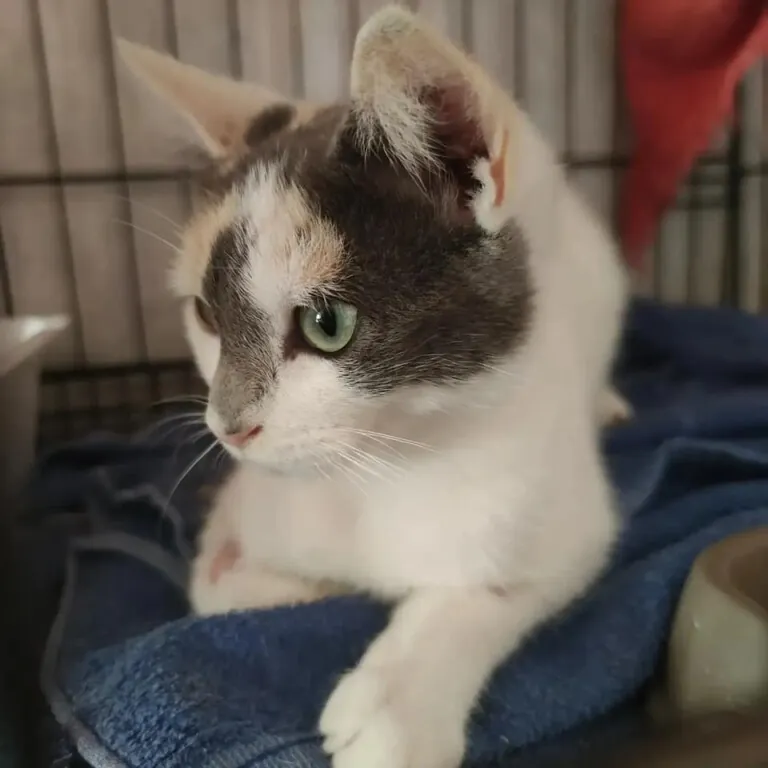 ARIGATO Rescatistas en Accion3 768x768