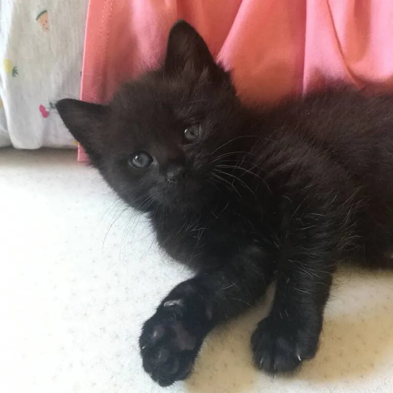 ARIGATO Rescatistas en Accion6 768x768