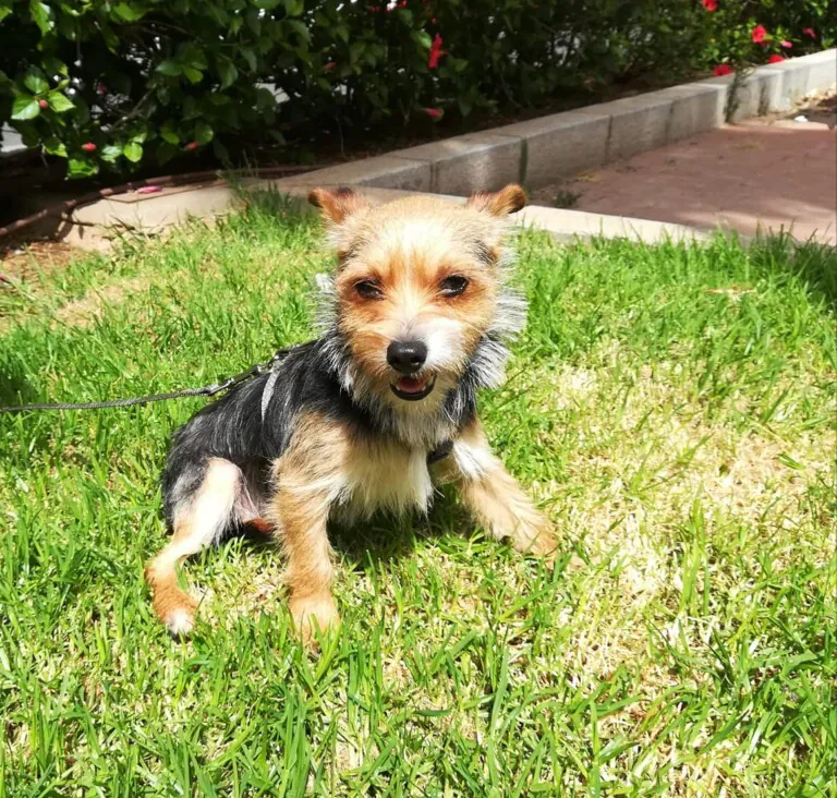 AVRA Adopciones2 768x732