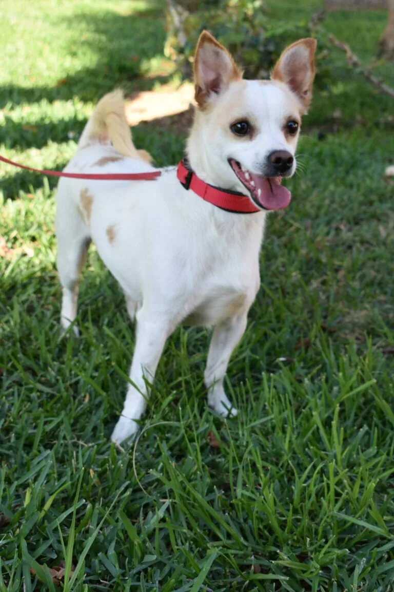 AVRA Adopciones3 768x1153